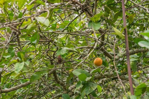 Citrus Limonia Limon Mandarino Vild Mandarin Citron Träd Mitt Fältet — Stockfoto