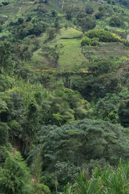 Kolombiya dağlarındaki yoğun bir tropikal ormanın manzarası, ağaçlar arasındaki bir köprü, Kolombiya kahve ekseni