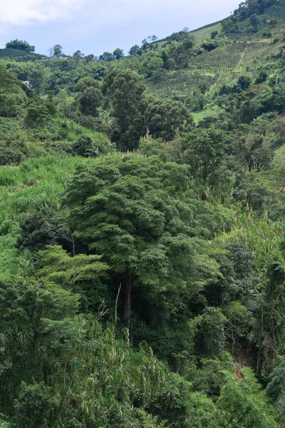 Vista Aérea Uma Densa Floresta Tropical Nas Montanhas Colombianas Zona — Fotografia de Stock