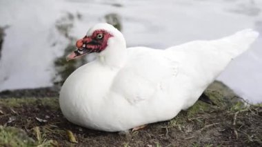 Çamurda oturan beyaz ördek zayıf bir yan profil çiziyor. Düşük açı, göl kenarı pozunu gösteriyor.
