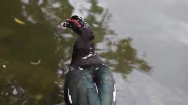 Göl kıyısında koyu renkli evcil ördek göletten su içiyor, gölette aktif bir olay yeri.