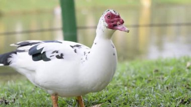 Çimlerin üzerinde duran beyaz ve siyah ördek, arkasında gölcükler, dik duruş ve desenli tüyler