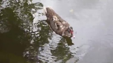 Kahverengi ördek gölet kenarındaki sığ sularda yüzeye doğru eğiliyor, beslenme duruşu ima ediliyor.