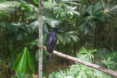 Harpy Eagle, Ukumari Hayvanat Bahçesi 'ndeki tropikal orman habitatının içindeki tahta bir dala tünemişti.