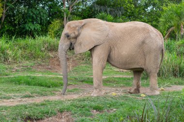 Hayvanat Bahçesi 'nde Büyük Afrika Fili Toprak Yol' unda Yürüyor
