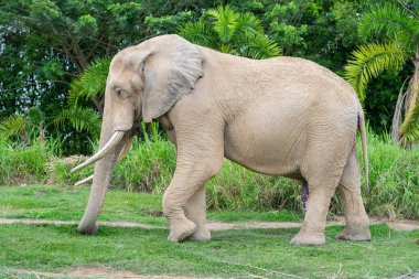 Hayvanat Bahçesi 'nde Afrika Fil Yürüyüşü Görünümü