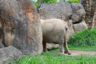 Afrika Fili Hayvanat Bahçesi 'nde Kaya oluşumunun Arkasında Kısmen Saklı