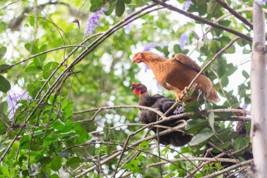 Kırsal kesimdeki yeşil yapraklarla çevrili ağaç dalına tünemiş kahverengi tavuk.
