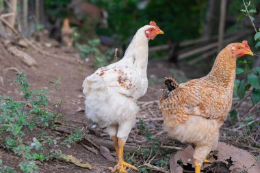 Kırsal alandaki yemyeşil çiftlikte alarmda bekleyen iki tavuk var.