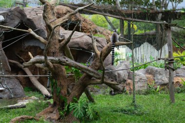 Halka kuyruklu lemurlar geniş bir hayvanat bahçesi ortamında dallara ve kayalara tırmanıyordu.