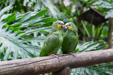 Bir çift turuncu kanatlı Amazon papağanı Ukumari Hayvanat Bahçesine tünemiş Pereira Kolombiya