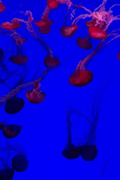 Akvaryumda yüzen kırmızı denizanası.