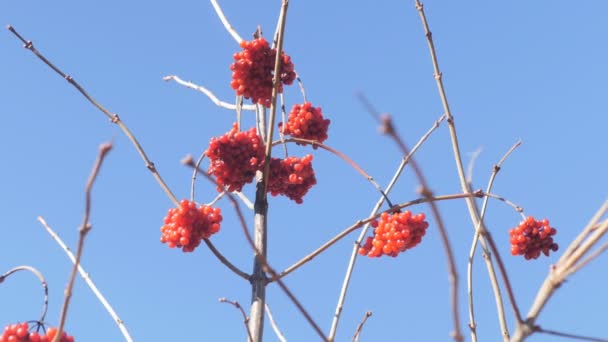 Varios racimos de viburno rojo sobre un fondo de cielo azul — Vídeo de stock