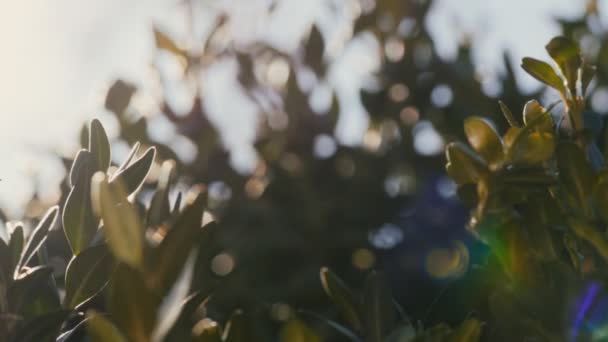 Lente zonnestralen maken hun weg door de bomen — Stockvideo