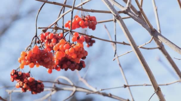 Sluggish bunches of red viburnum on the bare branches. Setelah musim dingin . — Stok Video