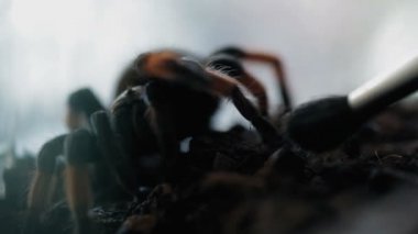 Zehirli örümcek fırça alay.