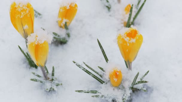 Primaveras en la nieve . — Vídeo de stock