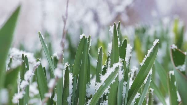 Перші весняні квіти навесні вкриті снігом . — стокове відео