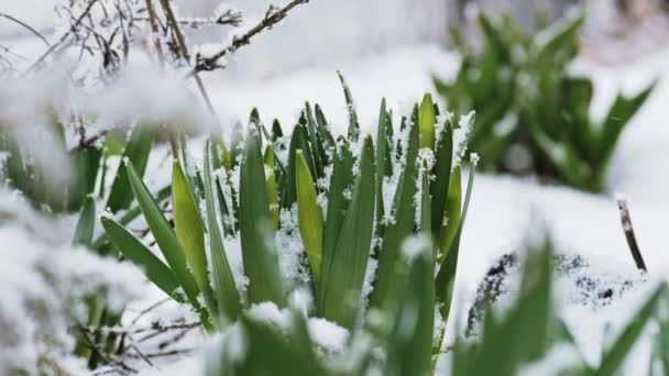 Grüne Blätter im Schnee im Frühling. — Stockvideo