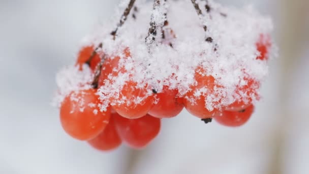 Bayas de Viburnum cubiertas de nieve en invierno . — Vídeo de stock