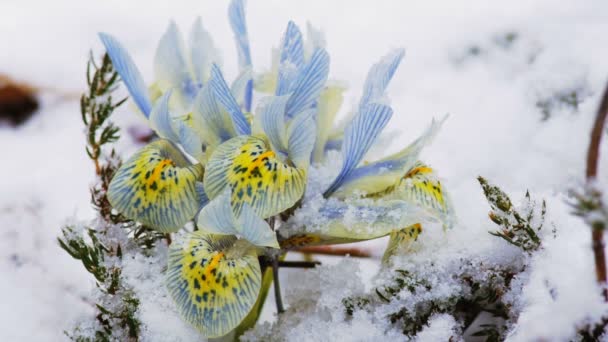 Lentebloemen in de sneeuw. — Stockvideo