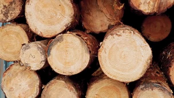 Pine logs van verschillende diameters op elkaar gestapeld. — Stockvideo