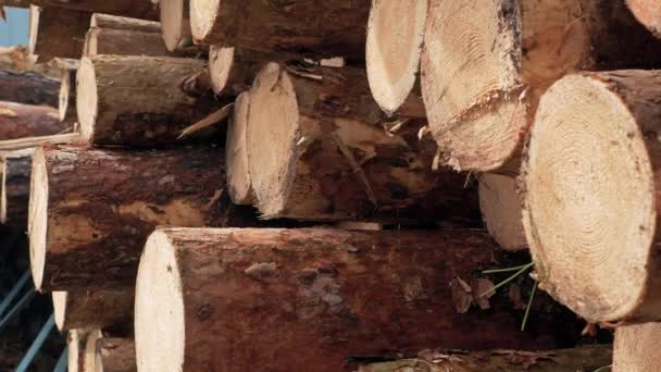 Pine logs van verschillende lengtes. — Stockvideo