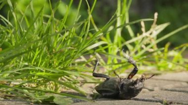 Stag beetle sırtı yeşil çim haddelenmiş..