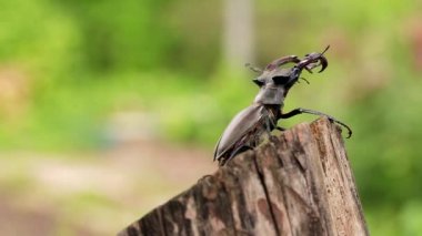Resim yazıları için. Geyik böceği ışın kenarına doğru sürünerek.