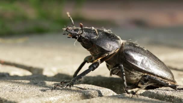 大きな黒いカブトムシ クワガタ. — ストック動画