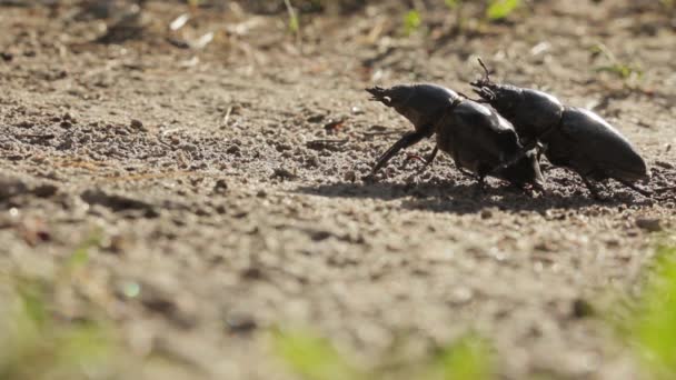 Dos hembras de escarabajo en el suelo arenoso . — Vídeos de Stock