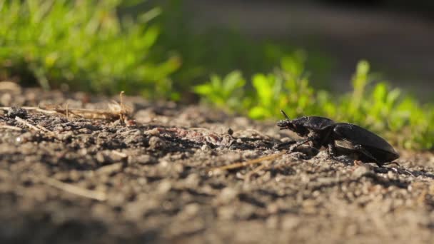 Hert-kever op de grond antennes bij zonsondergang beweegt en kruipt weg. — Stockvideo