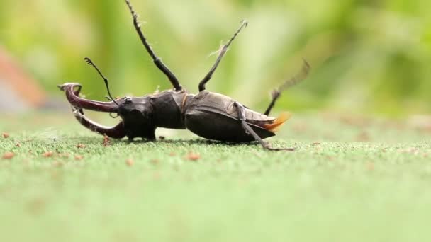 Maschio cervo scarabeo sdraiato sul retro e cercando di girare . — Video Stock