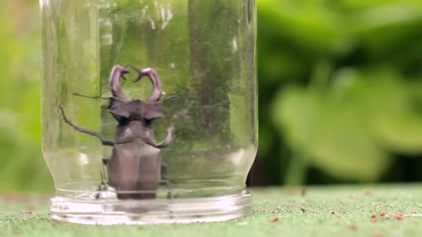 Cerf mâle coléoptère sous un bocal en verre . — Video