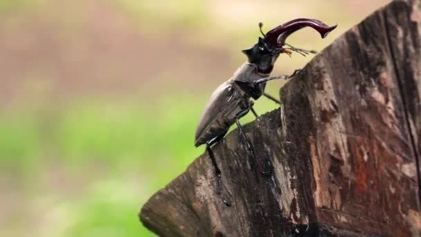 Le dendroctone du cerf remonte la tranche de bois . — Video