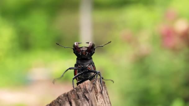 Stag beetle opens wings and flies off into the distance. — Stock Video