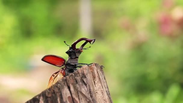 Alas de escarabajo ciervo abiertas sentadas en el borde de la madera . — Vídeo de stock