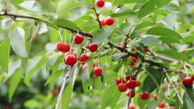 A mans el plucks çilek şubesinden.