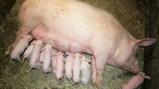 Маленькие свиньи сосут материнское молоко. — стоковое видео