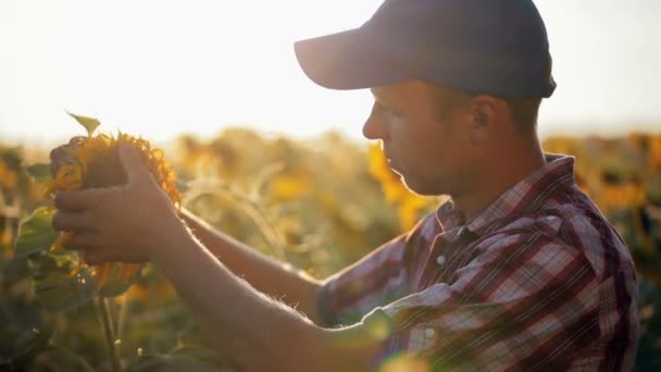 Joven agricultor en controles de gorra girasol maduración . — Vídeos de Stock