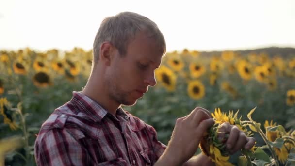 Bonde söker mogna solros. Mot bakgrund av ett fält av solrosor — Stockvideo