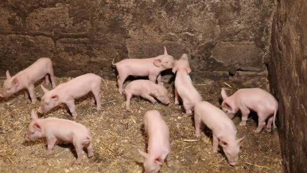 Jeunes porcs se déplaçant dans un enclos après avoir mangé — Video