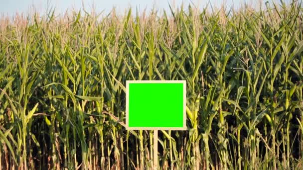 Cultivando maíz en el campo. Pantalla verde . — Vídeo de stock