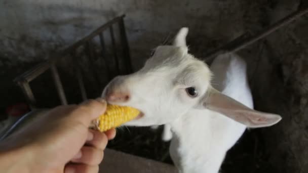 Забавна біла коза їсть вухо кукурудзи . — стокове відео