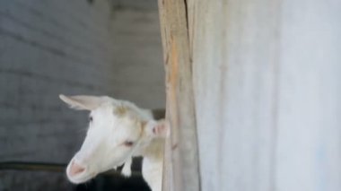 Komik beyaz keçi ahırdan bakmak.