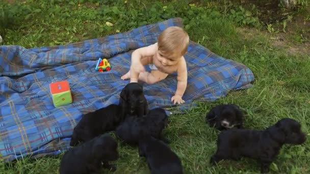 Bébé garçon jouer avec des chiots à l'extérieur . — Video