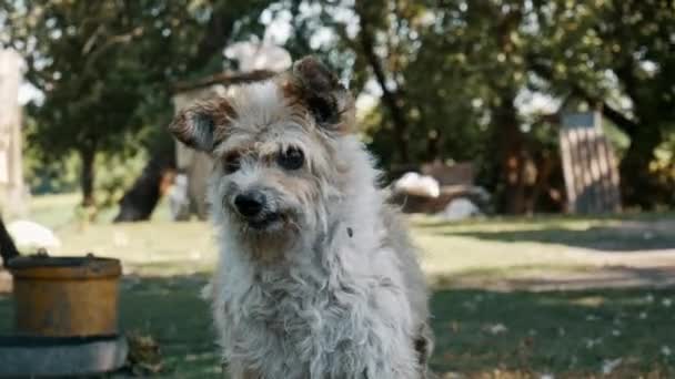 悲しい孤独なホームレスの犬の周りを見て、田舎で待って、友好的に見える。動物保護施設 — ストック動画