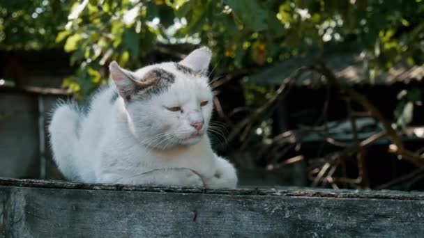 Sad lonely homeless cat lying on the street, countryside. Animal shelter — Stock Video