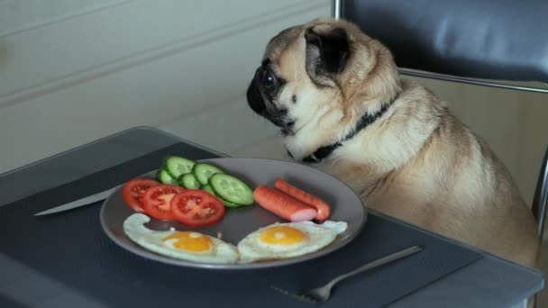 Смішний портрет здивованого і голодного мопса, хоче поснідати, собака раптом повертає голову і гавкає — стокове відео