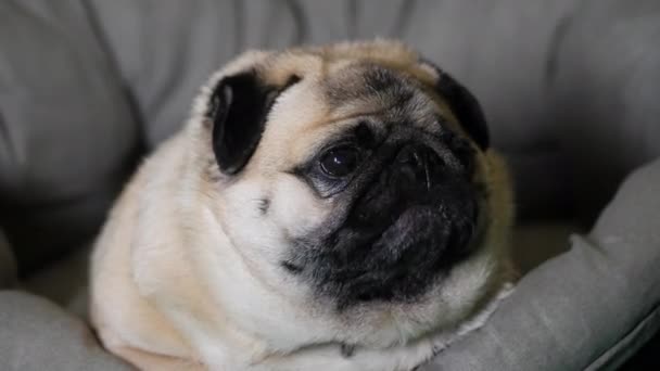 Zmęczony i leniwy pies mops leżący w łóżku psa, relaksujący się w domu — Wideo stockowe